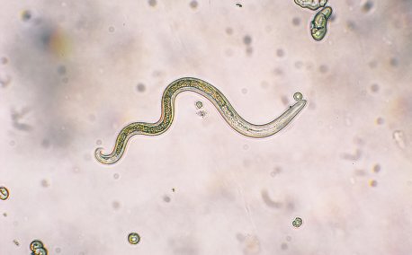 What Is Parasite SEO?